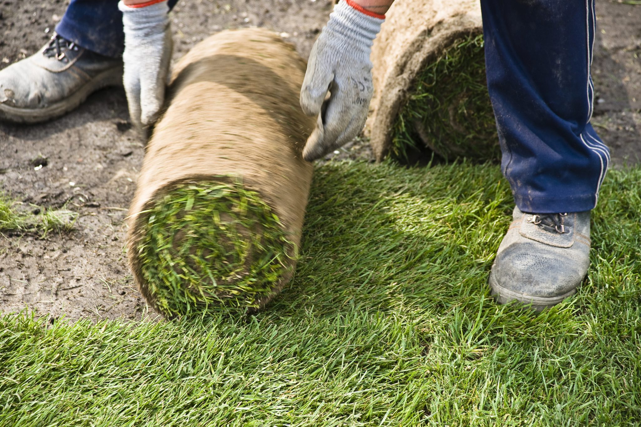 Création de pelouse en rouleau formeventservices